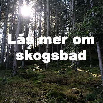 Läs mer om skogsbad