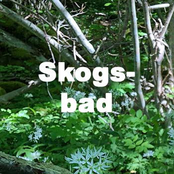 skogsbad skogsvila